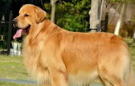 三個月金毛犬長什么樣