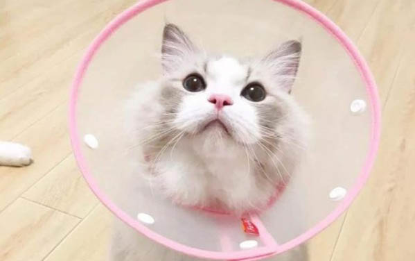 貓咪挨打后認錯的表現有哪些