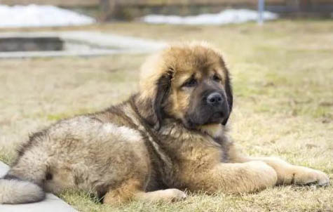 高加索犬30秒咬死藏獒