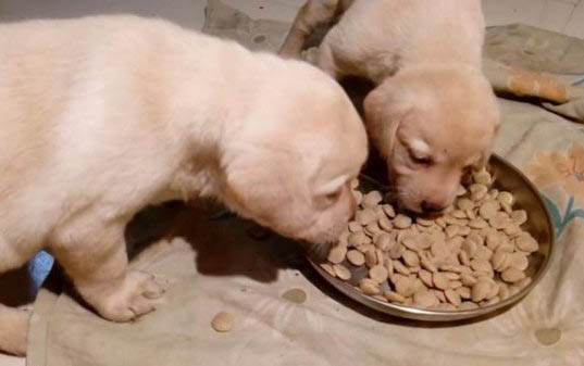 寶路幼犬糧好么