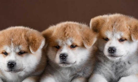 秋田犬的耳朵什么時候立起來的