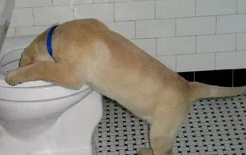 狗狗可以吃西瓜么
