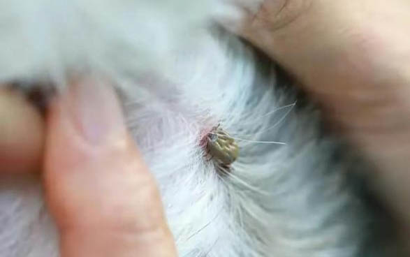 三個月的狗狗可以洗澡嗎