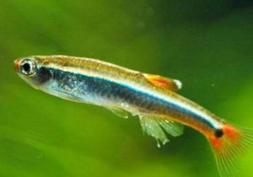 家中養狗狗還有魚嗎為什么呢