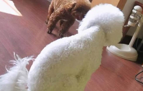 狗狗細小是什么癥狀?