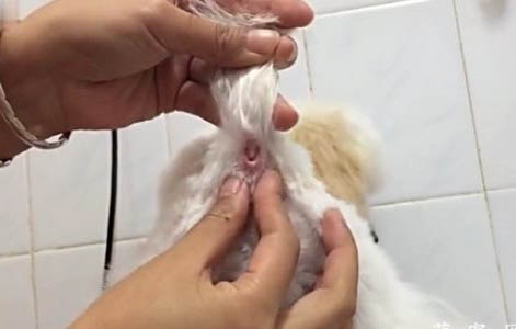 狗狗神經(jīng)性犬瘟抽搐吃什么藥