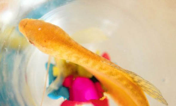 白云金絲魚和青鳉魚哪個好養