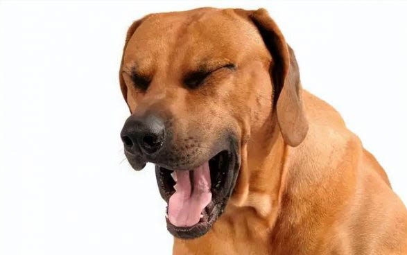 狗狗低血糖會抽搐嗎