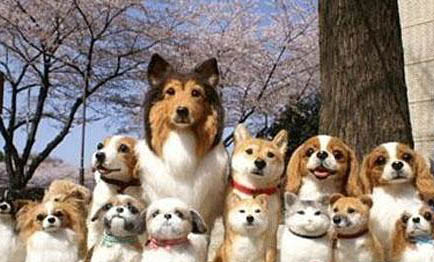 大型寵物犬有哪些品種