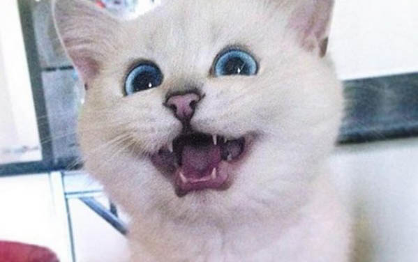 貓能不能吃草莓呢 貓能吃草莓嗎