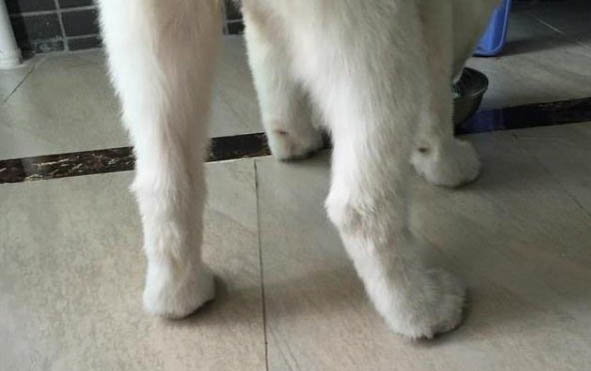 狗狗可以吃黃桃罐頭嗎?