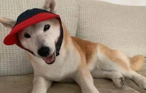 狗能不能吃薄荷葉