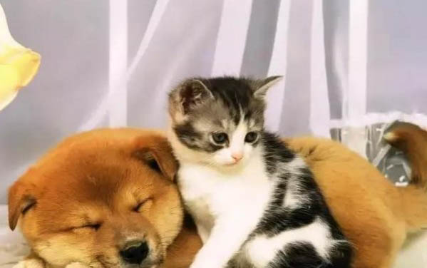 貓咪眼睛流膿怎么處理