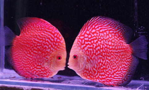 七彩魚(yú)幾天換一次水
