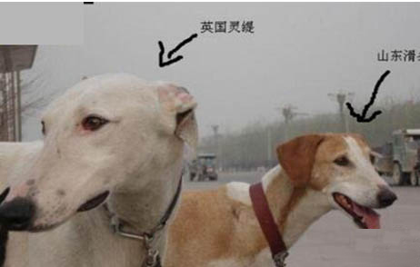 靈緹的養(yǎng)護(hù)需要注意哪些問題 飼養(yǎng)知識點(diǎn)