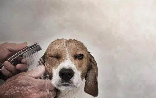 狗狗突然不愛吃東西是什么原因