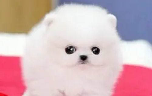 博美犬一天喂食幾次