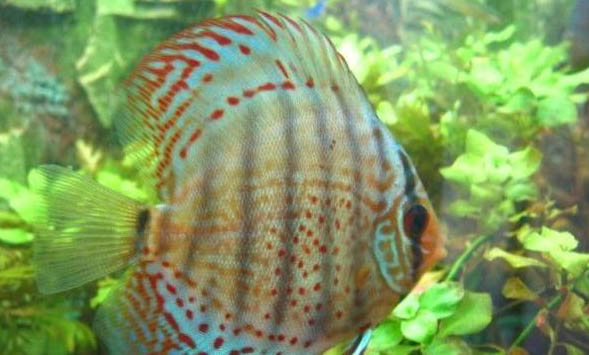 小魚(yú)睜眼睡覺(jué)什么原因