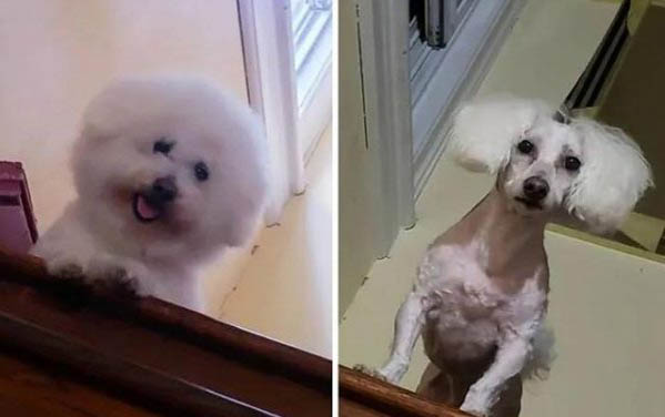 如何正確使用狗狗牽引繩