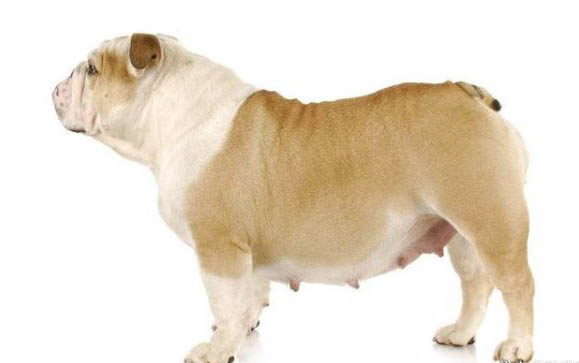 狗狗可以吃檸檬片嗎