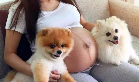 狗狗為什么會(huì)發(fā)抖,犬瘟熱會(huì)引起狗狗發(fā)抖嗎