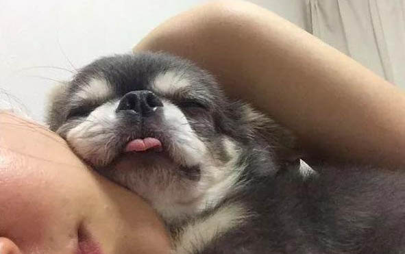 如何預防狗狗得犬瘟熱