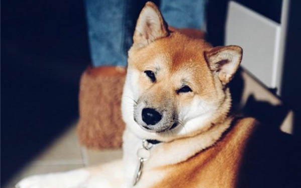 狗狗品種 中型犬品種大全