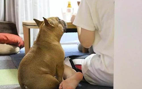 小狗得細小怎么治吃什么藥