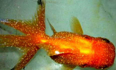 金魚在魚缸里產卵了怎么辦