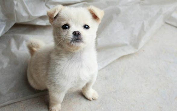 狗狗懷孕后的變化