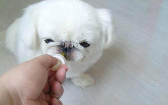 小狗一般得了犬瘟和冠狀還能活多久