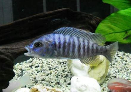 熱帶魚什么最好養