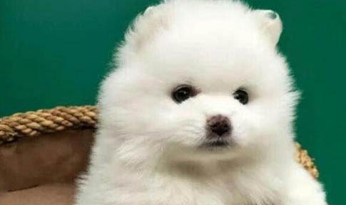 懷孕的狗狗可以吃驅蟲藥嗎?