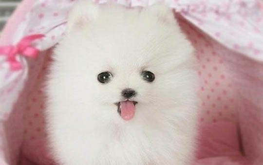 怎么訓練幼犬上廁所