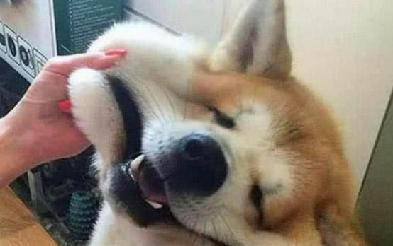 小狗流眼屎是什么原因