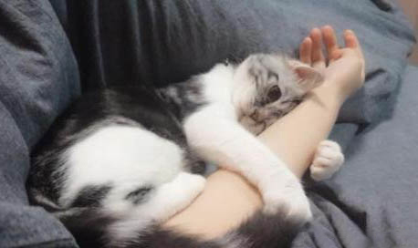 貓咪凌晨四五點叫