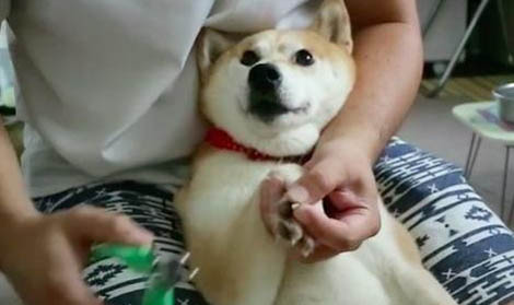 狗狗撕扯狗窩的原因及處理方法