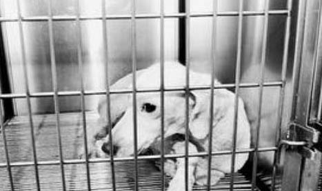 狗狗狂犬病癥狀表現