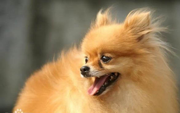 黑貝與德國牧羊犬有什么區別