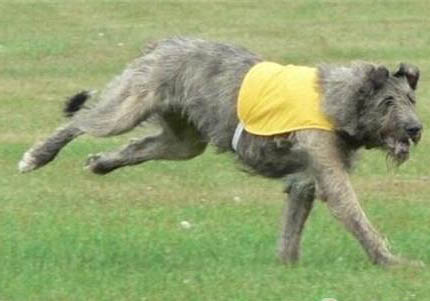 中國哪些地方禁養捷克狼犬