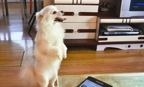 狗懷孕可以溜嗎