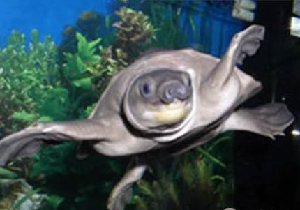 豬鼻龜可以和什么魚(yú)混養(yǎng)