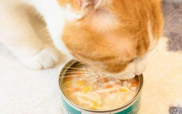 貓咪為什么需要修指甲呢