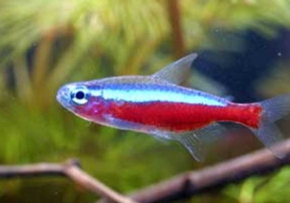 孔雀魚繁殖注意事項有哪些