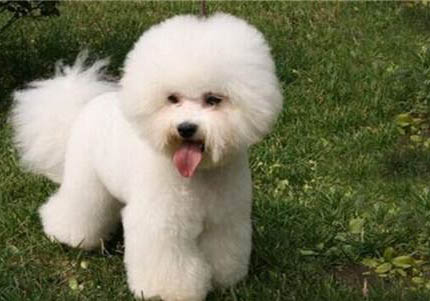 比熊犬為什么會得色盲