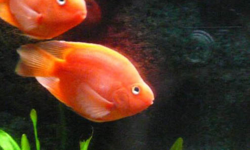 飼養小太陽鸚鵡有哪些注意事項