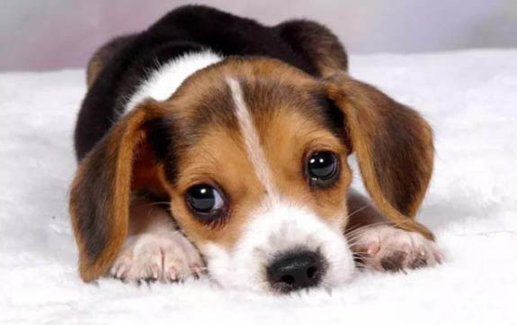 馬犬幼犬喂養禁忌有哪些