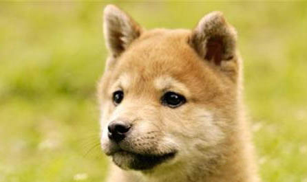 秋田犬和中華田園犬有什么區別
