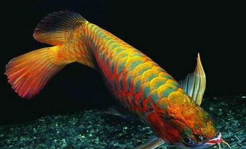 黃曼龍魚怎么繁殖