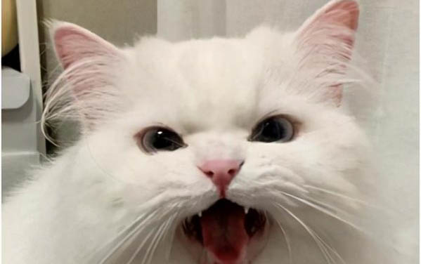 貓咪晚上一直叫是因為什么